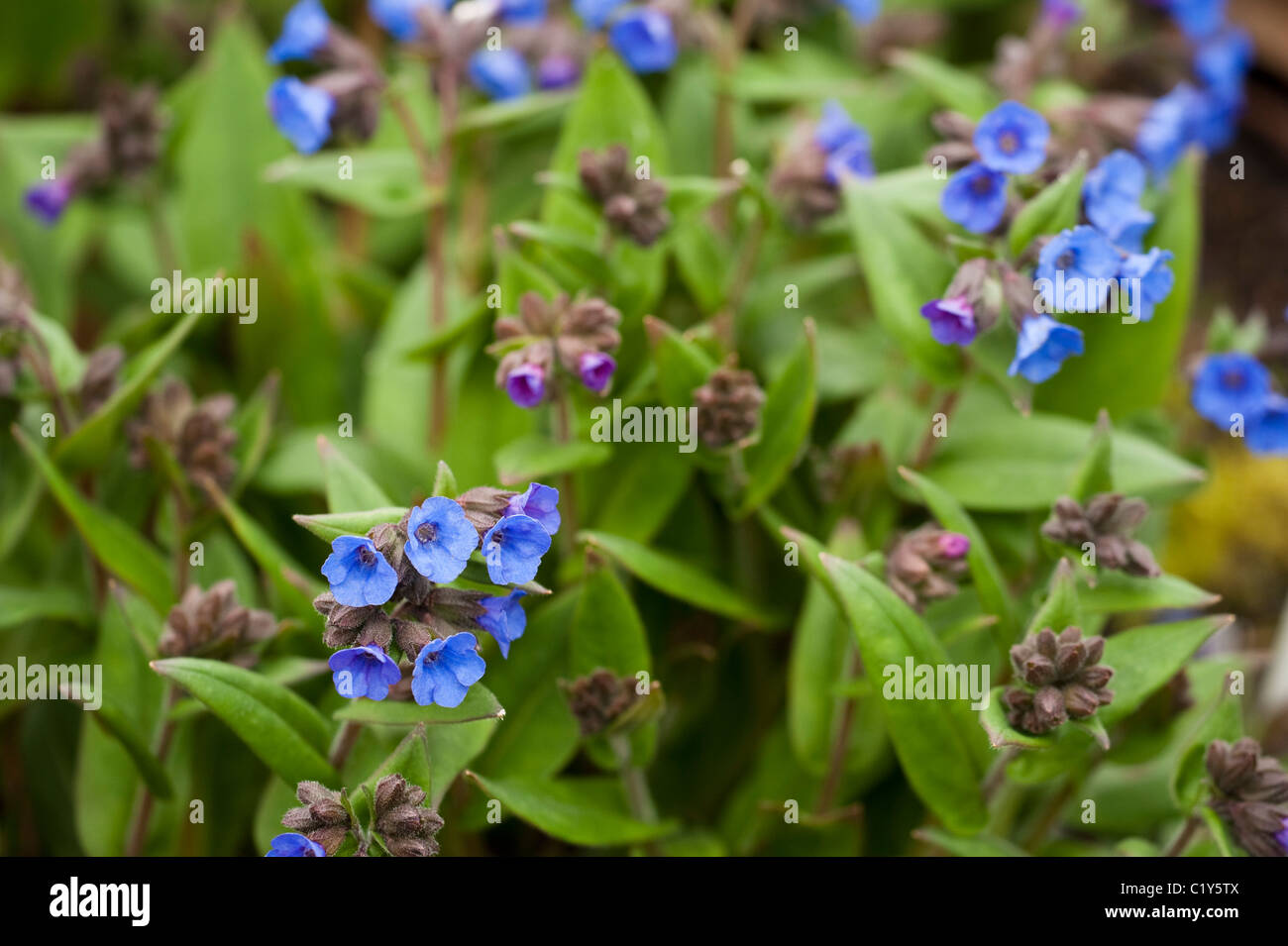 Pulmonaria angustifolia `Mawson's Blue’ in bloom Stock Photo